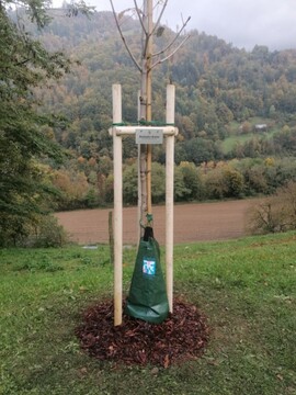 Mesnordeči divji kostanj 