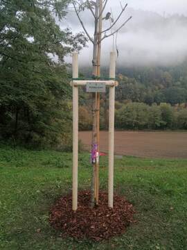 Mesnordeči divji kostanj 